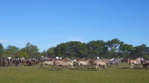 A Mare Guided by a Gaucho Commands a Complete Heard of Horses, Argentina Видео 99312258