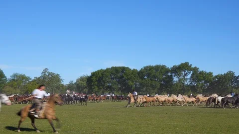 A Mare Guided by a Gaucho Commands a Complete Heard of Horses, Argentina Видео 99312475