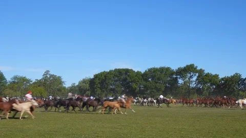 A Mare Guided by a Gaucho Commands a Complete Heard of Horses, Argentina Видео 99312529