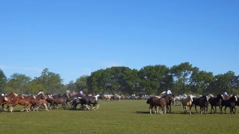 A Mare Guided by a Gaucho Commands a Complete Heard of Horses, Argentina Видео 99312534