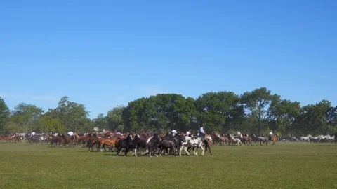 A Mare Guided by a Gaucho Commands a Complete Heard of Horses, Argentina Видео 99312617