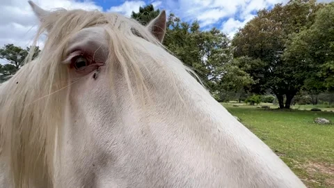 A mare with her foal Stock Footage 313267476