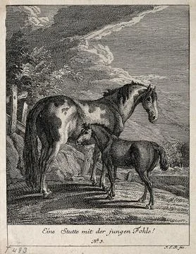 A mare with its filly in the paddock. Etching by J. E. Ridinger. Stock Illustration