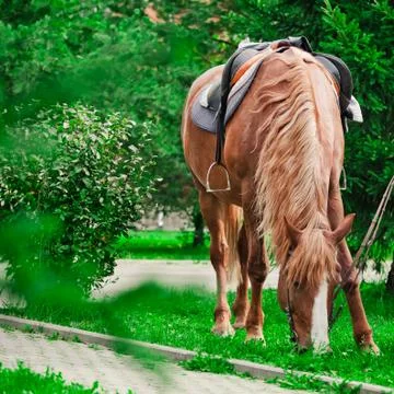 Mare with mane outdoors eats grass, summer Stock Photos