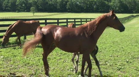 A mare nurses a foal 動画素材 525495