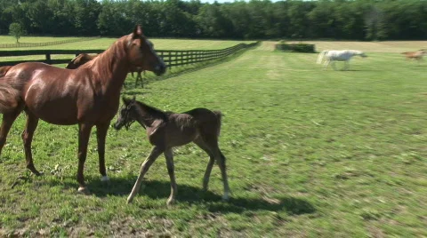 A mare nurses her foal Stock Footage 524791