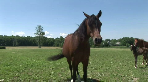 A mare nurses her foal Stock Footage 526334