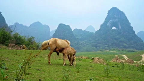 Mare Nursing Foal in Cao Bang Vietnam Meadow 스톡 동영상 344016318
