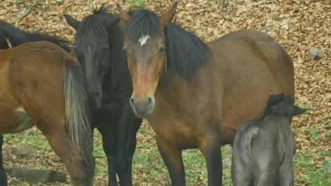 Mare Nursing Foal in Woods Stock Footage 107488458