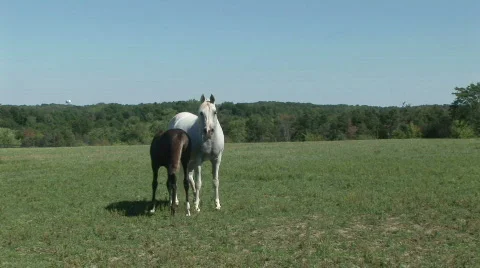 A mare nursing her foal Stock Footage 524868
