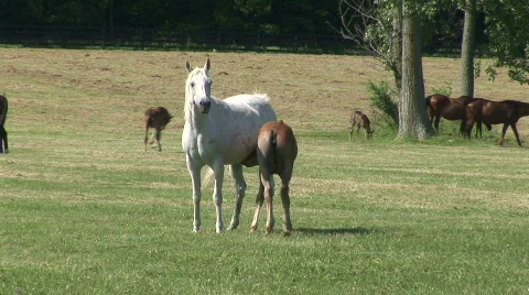A mare nursing her foal in a pasture Stock Footage 525909
