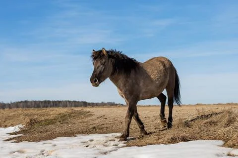 Mare roaming across thawed meadow steady pace mottled coat melting snow patch Stock Photos
