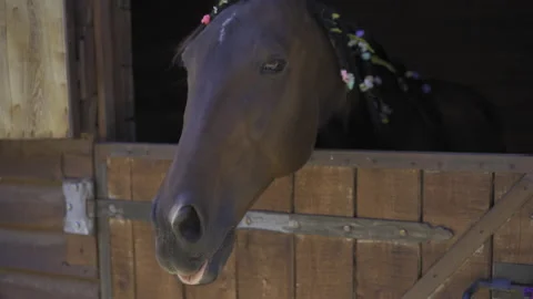 Mare roars, sticking his muzzle out of the window of the paddock. Farm animal Stock Footage 139873520