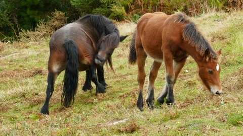 A mare scratching the itch of a leg next to her foal grazing grass Video stock 117140397