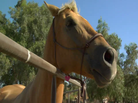 Mare simply moves its head Stock Footage 22754963