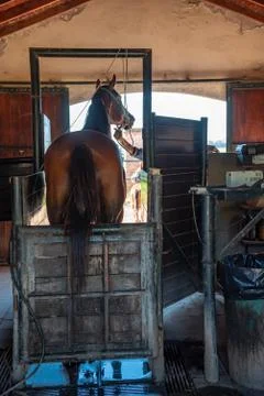 A mare standing in a veterinary barn Stock Photos