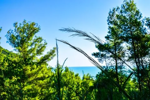 Mare tra i rami e sterpaglie 스톡 사진