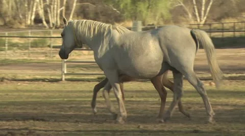 A Mare Walks with Her Colt 스톡 동영상 19306087