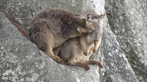 Mareeba Rock Wallabies grooming each other on cliffs in the morning sun close Stock Footage 66244076