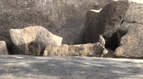 Mareeba Rock Wallabies sitting on big boulders and move in the morning sun Stock Footage 66244190