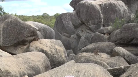 Mareeba Rock Wallabies sitting spread out on boulders and cleaning fur Stock Footage 66244225