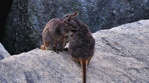Mareeba Rock-wallaby, feeding joy in pouch Stock Footage 140066961