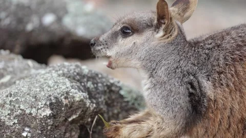 Mareeba Rock Wallaby holding leaf with hands and chew portrait Stock Footage 289804031