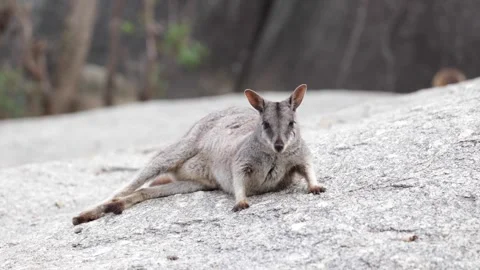 Mareeba Rock Wallaby lay on stone in gorge Stock Footage 287909452