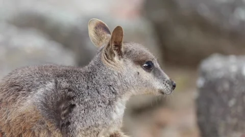Mareeba Rock Wallaby lick hand portrait Stock Footage 286328406