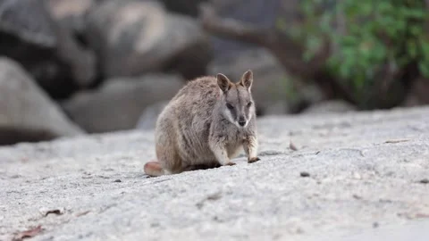 Mareeba Rock Wallaby looking on big boulder close up Stock Footage 289804043