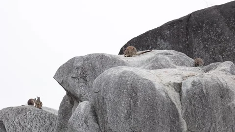 Mareeba Rock Wallaby mob sitting spread out on different big boulders Stock Footage 288802529