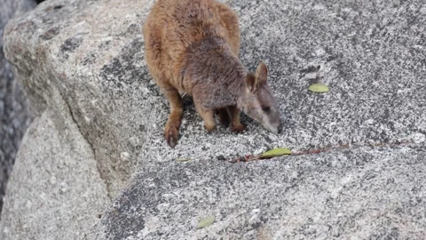 Mareeba Rock Wallaby move down the stones forage and smelling after food Video stock 287113625