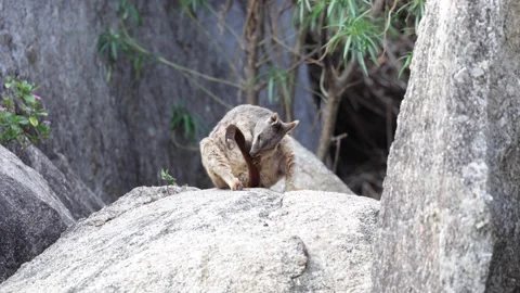 Mareeba Rock Wallaby sit on big stone clean and scratch tail close up Stock Footage 288802540