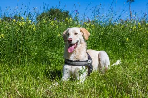 Maremano pet Stock Photos