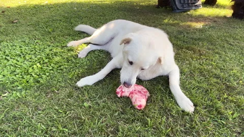 Maremma Sheepdog Chewing on Beef Bone in the Garden. Stock Footage 317102946