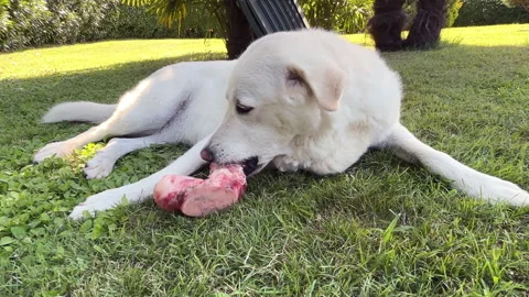 Maremma Sheepdog Chewing on Beef Bone in the Garden. Stock Footage 320175818