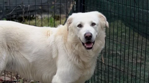 Maremma Sheepdog Looking at Camera – 4K Natural Shot Stock Footage 311072729