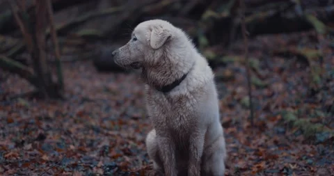 Maremma shepherd dog in the forest Stock Footage 146232645