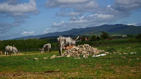 Maremmana breed cows graze free, Viterbo, Lazio Stock Footage 188016583