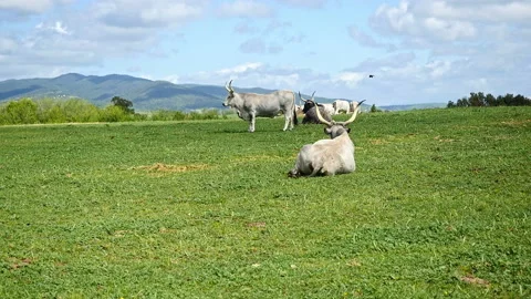 Maremmana breed cows graze free, Viterbo, Lazio Stock Footage 188019083