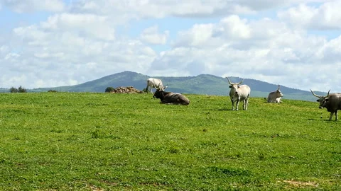 Maremmana breed cows graze free, Viterbo, Lazio Stock Footage 188022253