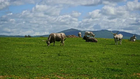 Maremmana breed cows graze free, Viterbo, Lazio Stock Footage 188023731