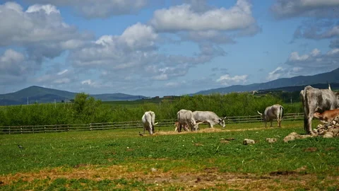 Maremmana breed cows graze free, Viterbo, Lazio Stock Footage 188030358