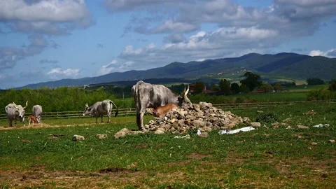 Maremmana breed cows graze free, Viterbo, Lazio Stock Footage 188031976