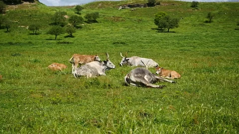 Maremmana breed cows graze free, Viterbo, Lazio Stock Footage 188032059