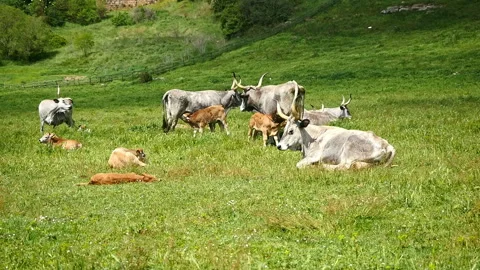 Maremmana breed cows graze free, Viterbo, Lazio Stock Footage 188032280