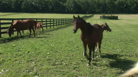 Mares and foals 動画素材 524720