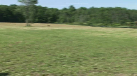 Mares and foals 動画素材 524949