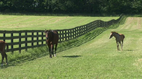 Mares and foals Stock Footage 526198