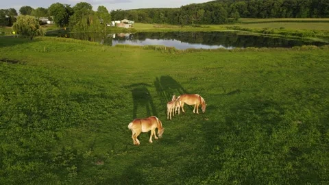 Mares and foals in the pasture Stock Footage 169937408